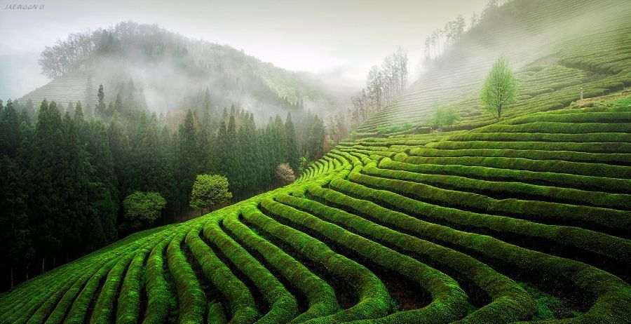 茶园正念疗愈